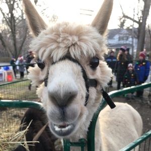 Meet your Posher, Amber